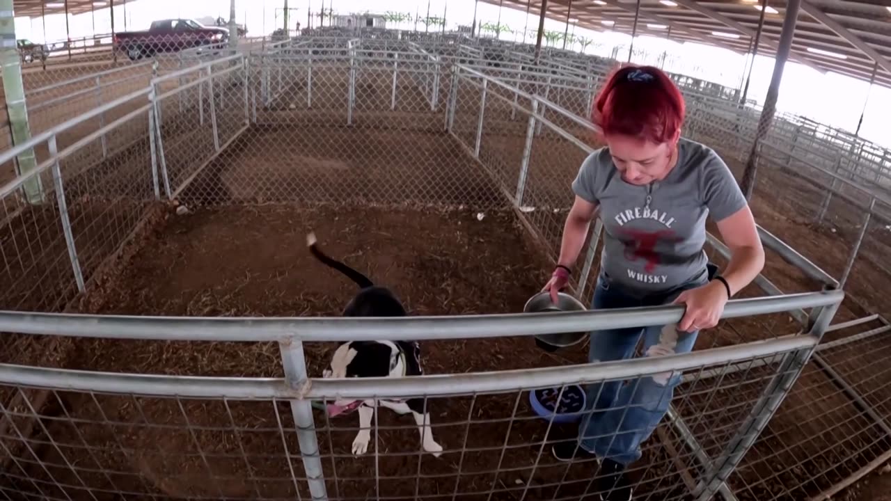 Woman reunites with dog after wildfire evacuation