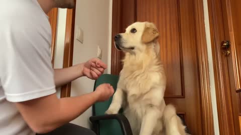 Dog Meets a Budgie for the First Time