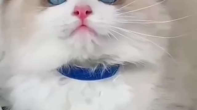 cute cat