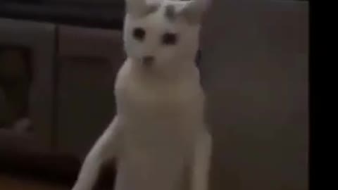 Funny moments in cats