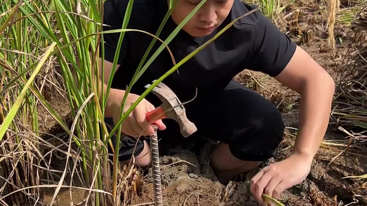 Harvesting rice