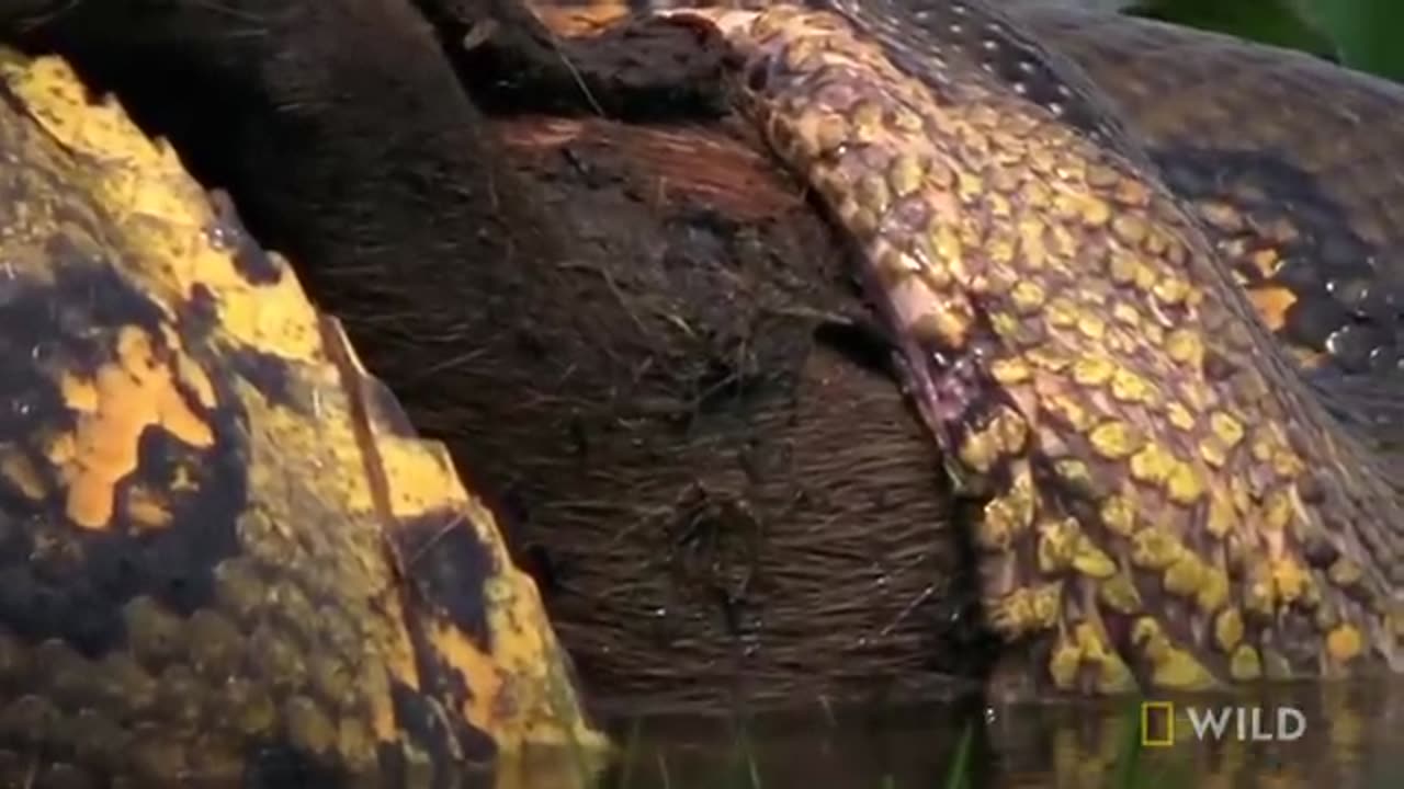 Anaconda Devours Huge Meal | Monster Snakes