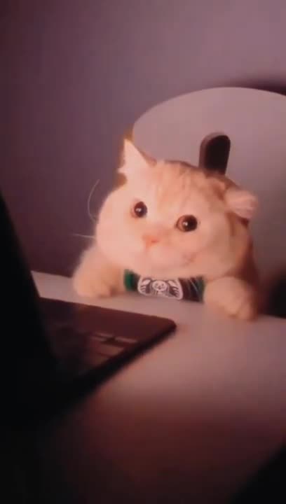 Funny cats Reaction 😂 #shorts #viral #funny #cute #dog #funnydogs #foryou