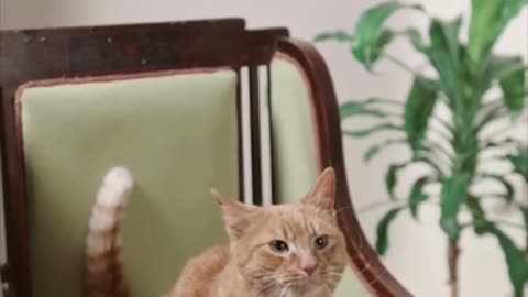 Adopting a Cat from a Shelter Vlog - Cute Precious Piper Spies on Visitors #shorts