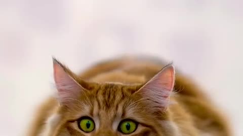 A lying cat