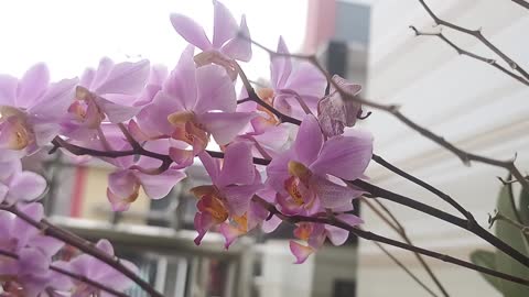 The Ground Orchid Is Very Beautiful