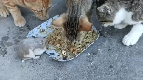 Funny cat and dog 🐶🐕