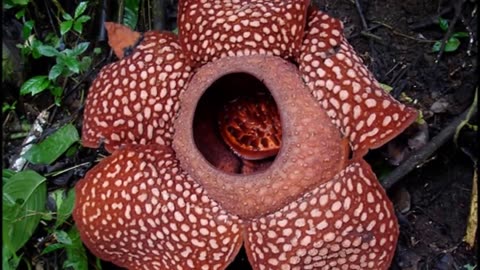 Top 10 Most Beautiful But Strange Flowers