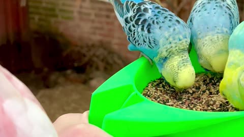 Budgies, pink cockatoos, lovebirds, java sparrows, and more species in large mix bird aviary