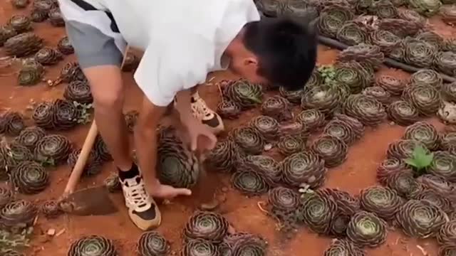 Harvest succulents