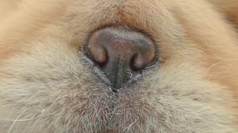 Cute miniteacup dog chow chow puppy
