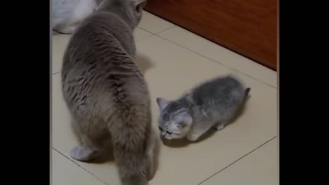 Cute cats funny enterteining video.