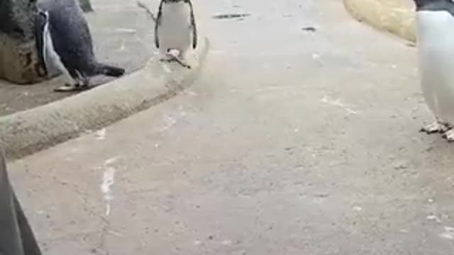 March Of The Metal Penguins