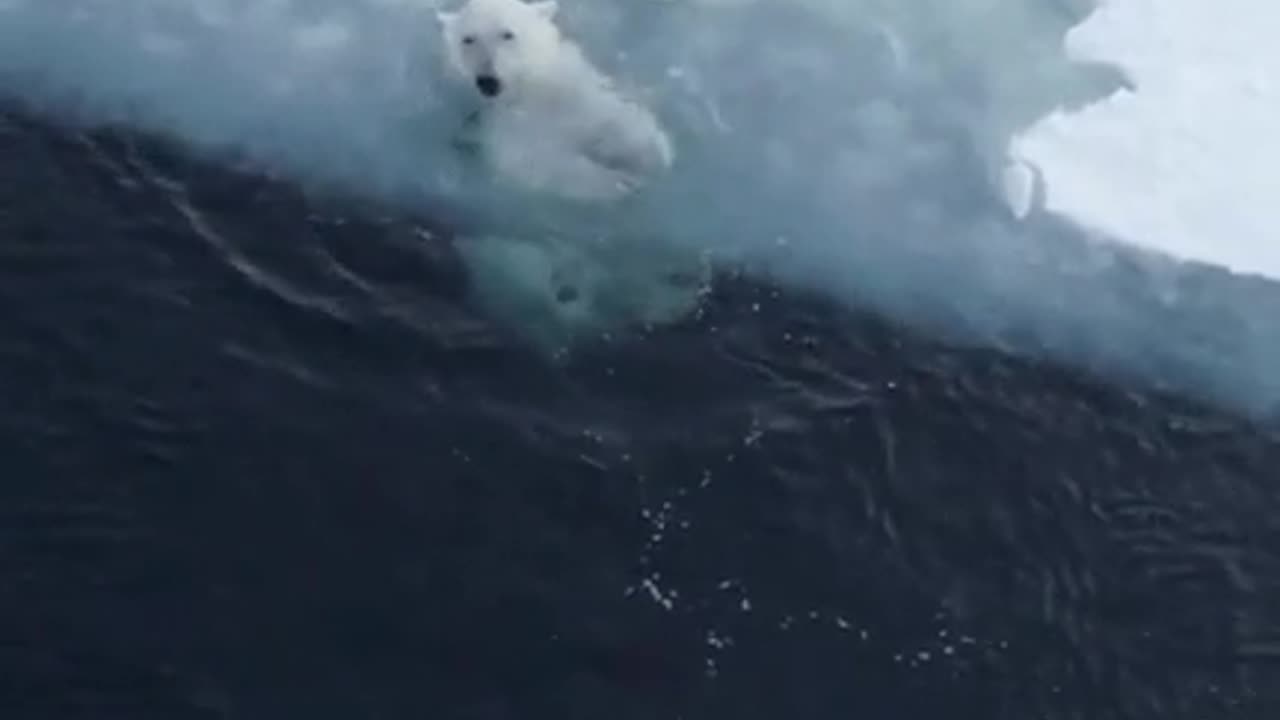 He's just chilling in the ice.🐼