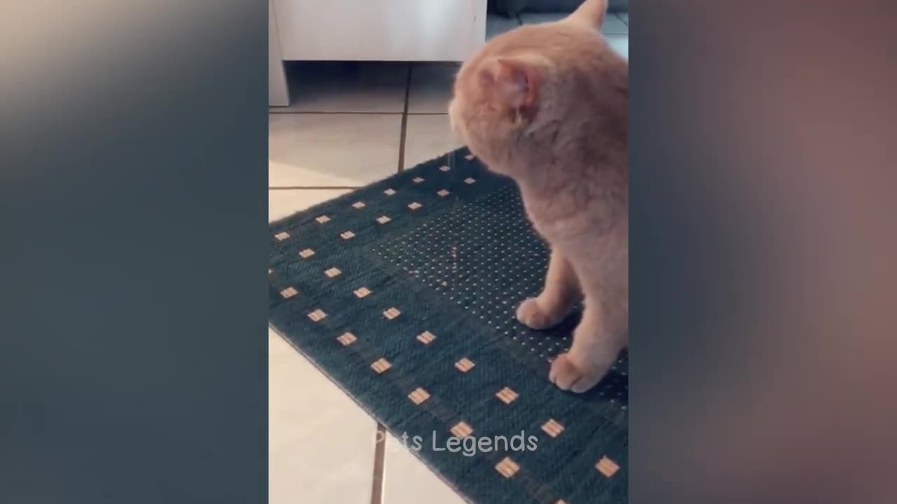 New funny cats