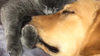 Greg the Cat Squeezes Boris the Dog's Face and Gives Kisses