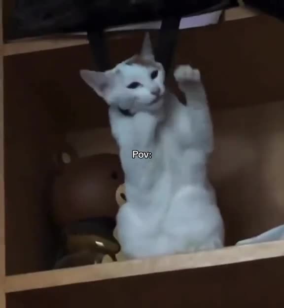 NO KITTY! YOU HAVE SO MUCH TO LIVE FOR!!!!!!!