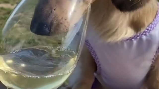Took Daphne to a wine tasting to sample some Toilet Blanc..😅