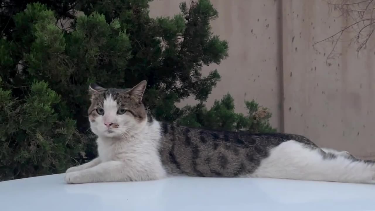 🐈‍⬛🐈‍⬛🐈‍⬛Cat in disguise🤣🤣😐