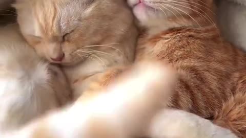 Cats funny video 😹 2023