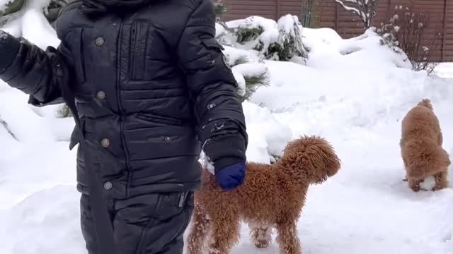 Toddler Playing with Dogs in Winter