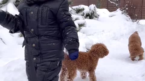 Toddler Playing with Dogs in Winter