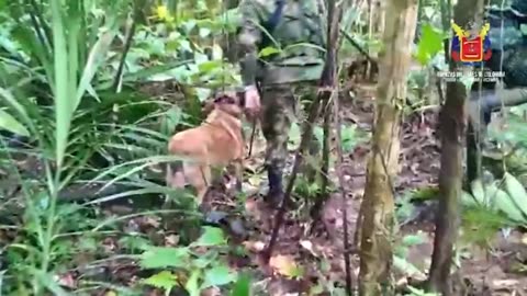 Colombian special forces deploy additional units in search of missing children after plane crash