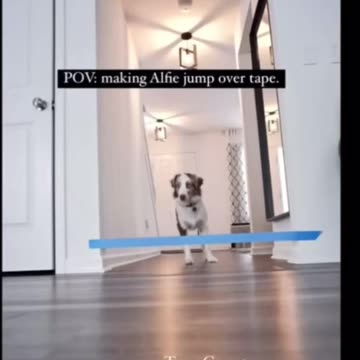 Dog Attempts Jumping Challenge With Owner