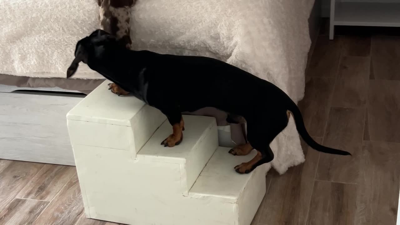 Teamwork Helps Dachshund Puppy Up Steps