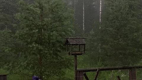 Beautiful Nature Rain 🌧️