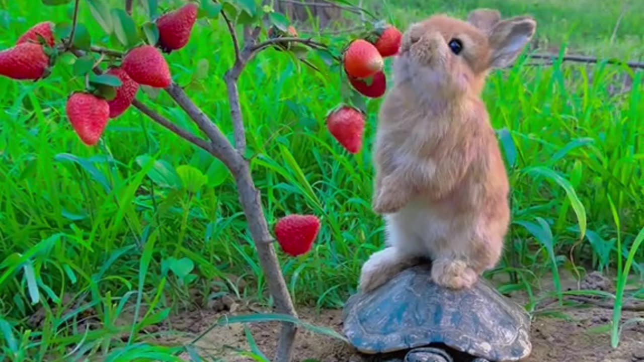 enjoy Rabbit 🐰 on Turtle 🐢 Strawberry's