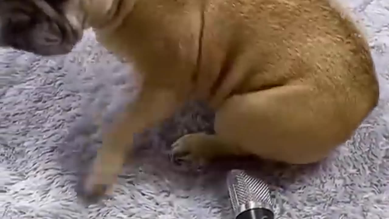 funny animal video