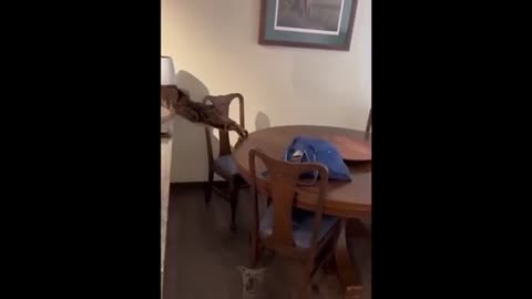 dogs and cats funny