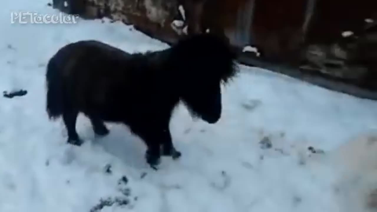 Dog And Horse playing