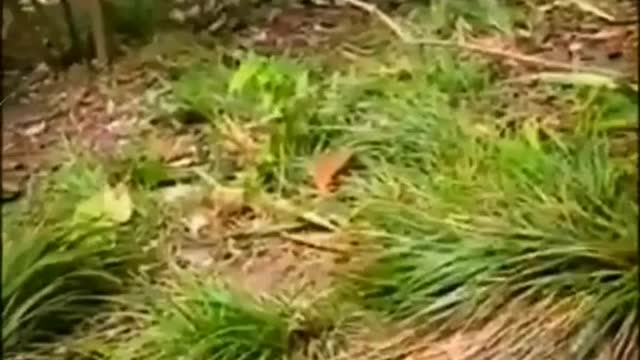 The Monkey Is Taking Food From The Bag Animals Videos 2022