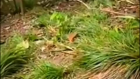The Monkey Is Taking Food From The Bag Animals Videos 2022