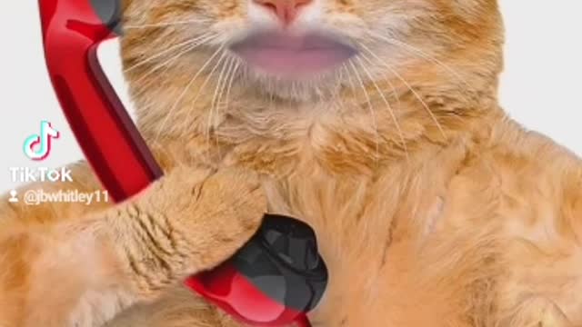 Mr.Fluffy Calls For Litter Box Service