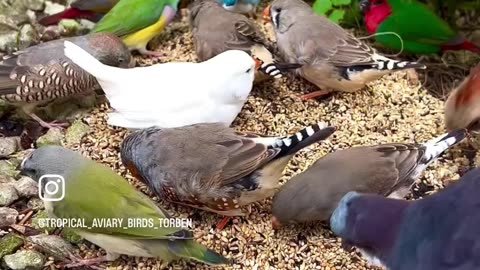 mix aviary birds