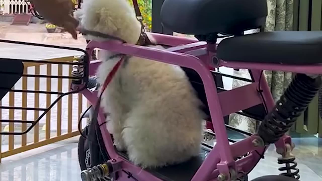 This Motorbike Has a Special Spot Just for the Dog!