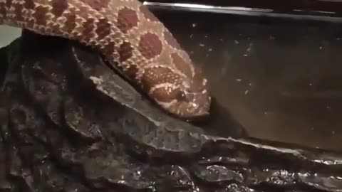 Have you ever seen a snake drinking water #shorts #viral #shortsvideo #video