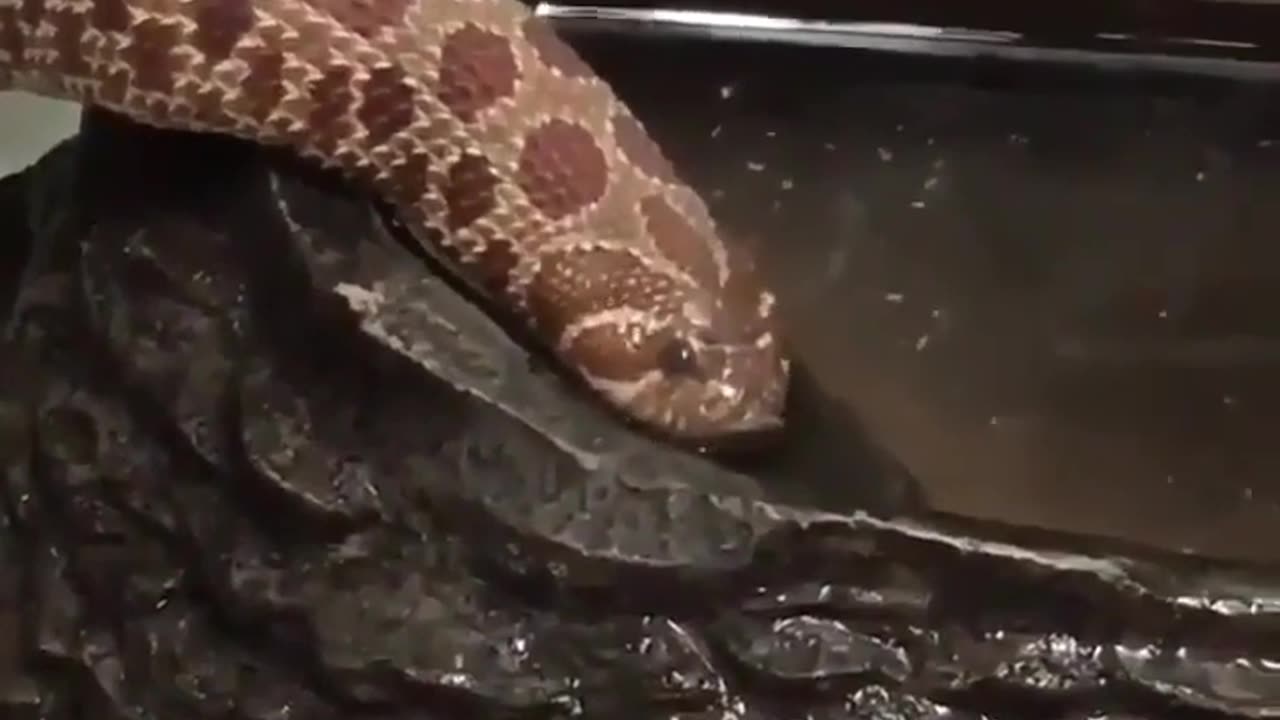 Have you ever seen a snake drinking water #shorts #viral #shortsvideo #video