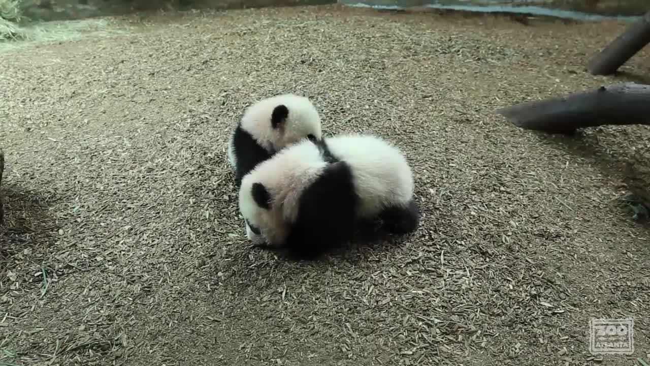 Panda Cubs First Day on Exhibit at Zoo Atlanta