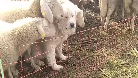 One of These Sheep Is Not Like the Others