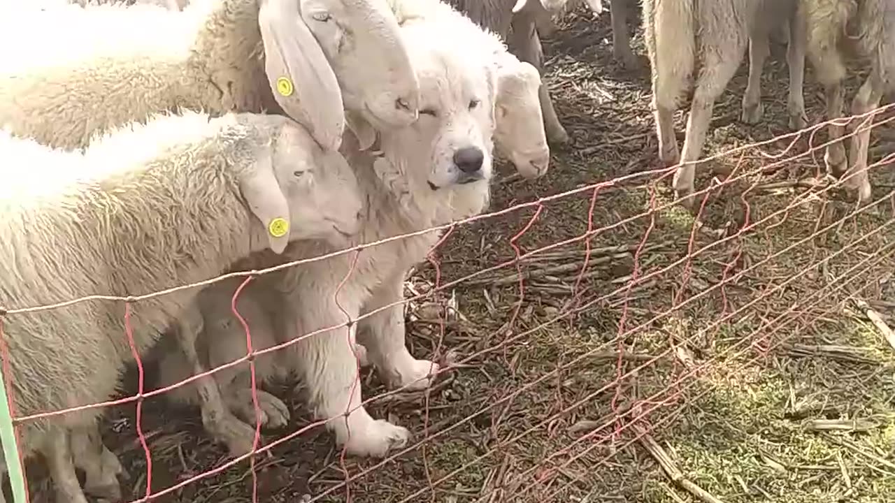 One of These Sheep Is Not Like the Others