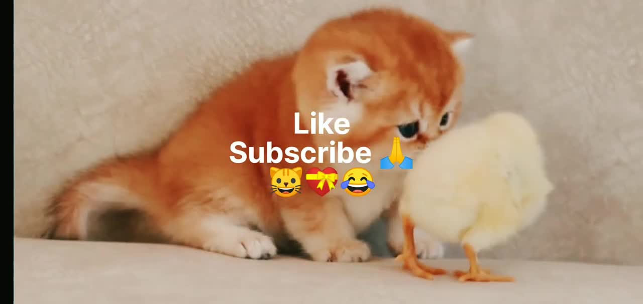 The cat plays with the chick🐱🐥😍