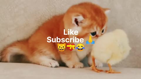 The cat plays with the chick🐱🐥😍