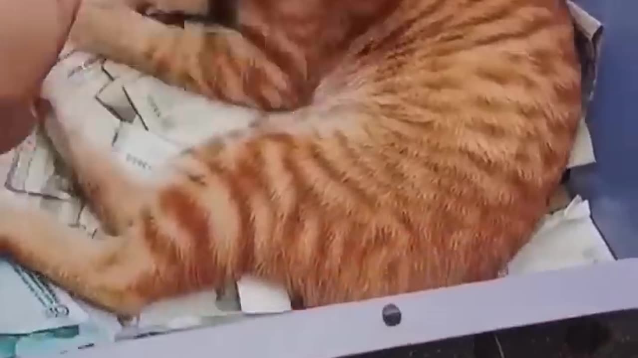 Funny Animal Videos Of The Day 0054! 😂😂