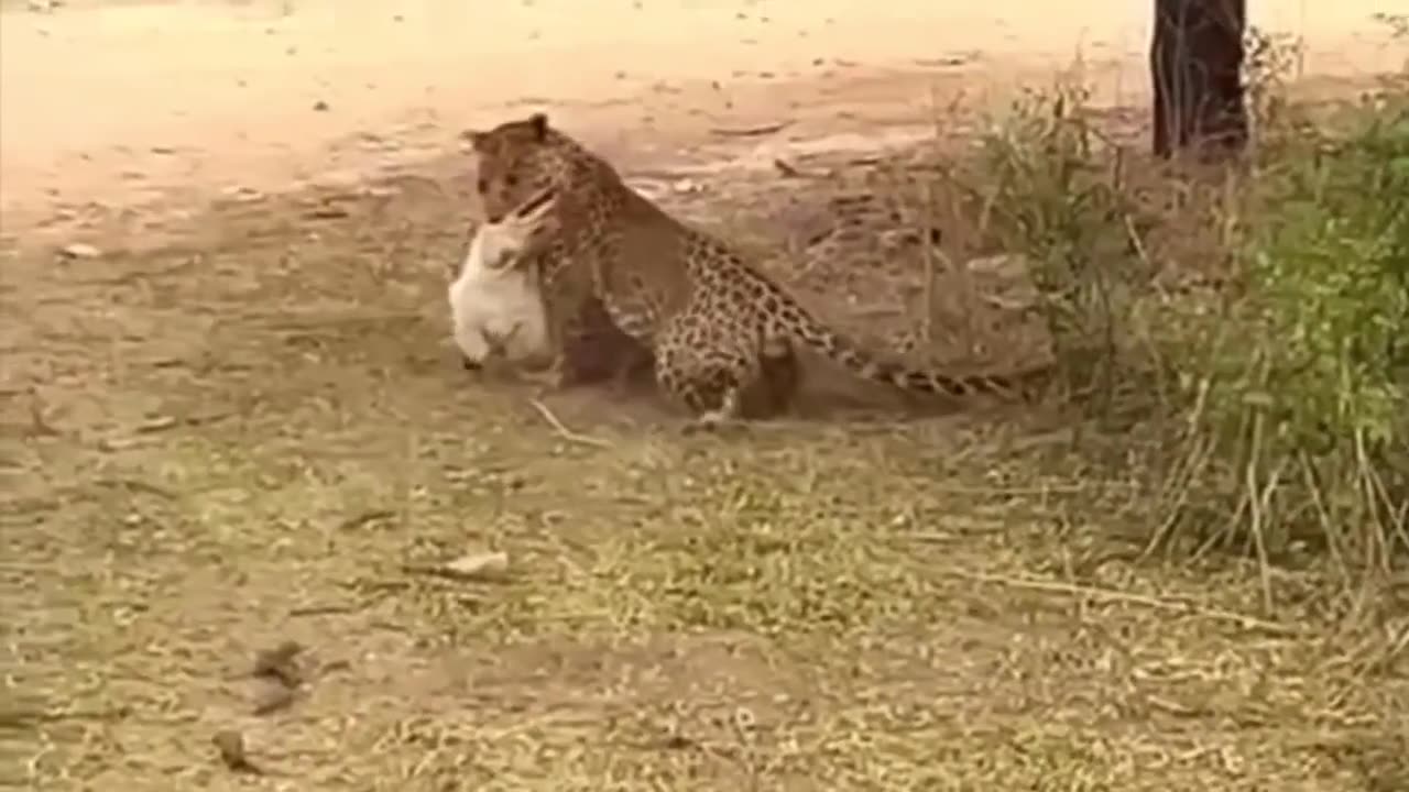 Leopard Attacks Dog