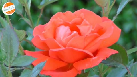 Morning Rose Bloom : WATCH ROSE AS IT BLOOMS