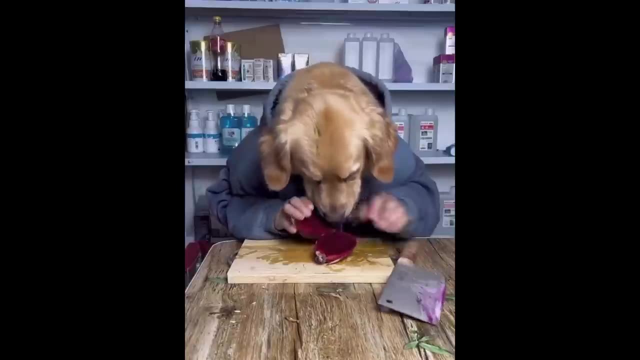 Funny animal video